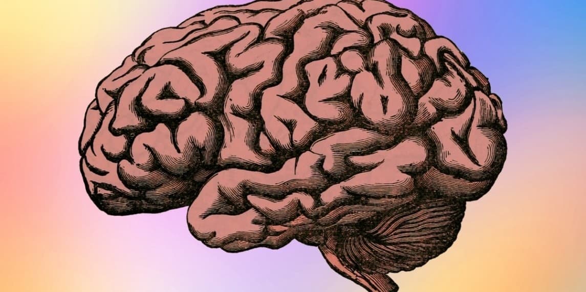 Bu, detaylı dokusu görülebilen bir beynin yakın çekimidir. Büyük, pürüzsüz bir yarımküre daha küçük, buruşuk kıvrımlar ve kırışıklarla çevrilidir. İnce, koyu bir çizgi her yarımkürenin üst kısmı boyunca uzanıyor. Sol tarafta, üzerine birkaç küçük, siyah tüy serpiştirilmiş büyük bir pembe alan görülüyor. Görüntünün alt kısmında, genel koyu tonlarla kontrast oluşturan küçük bir beyaz daire görülüyor. Görüntü, beynin üst kısmı görülebilecek şekilde yüksek bir açıdan çekilmiştir. Pembe alan haricinde renkler büyük ölçüde soluktur.