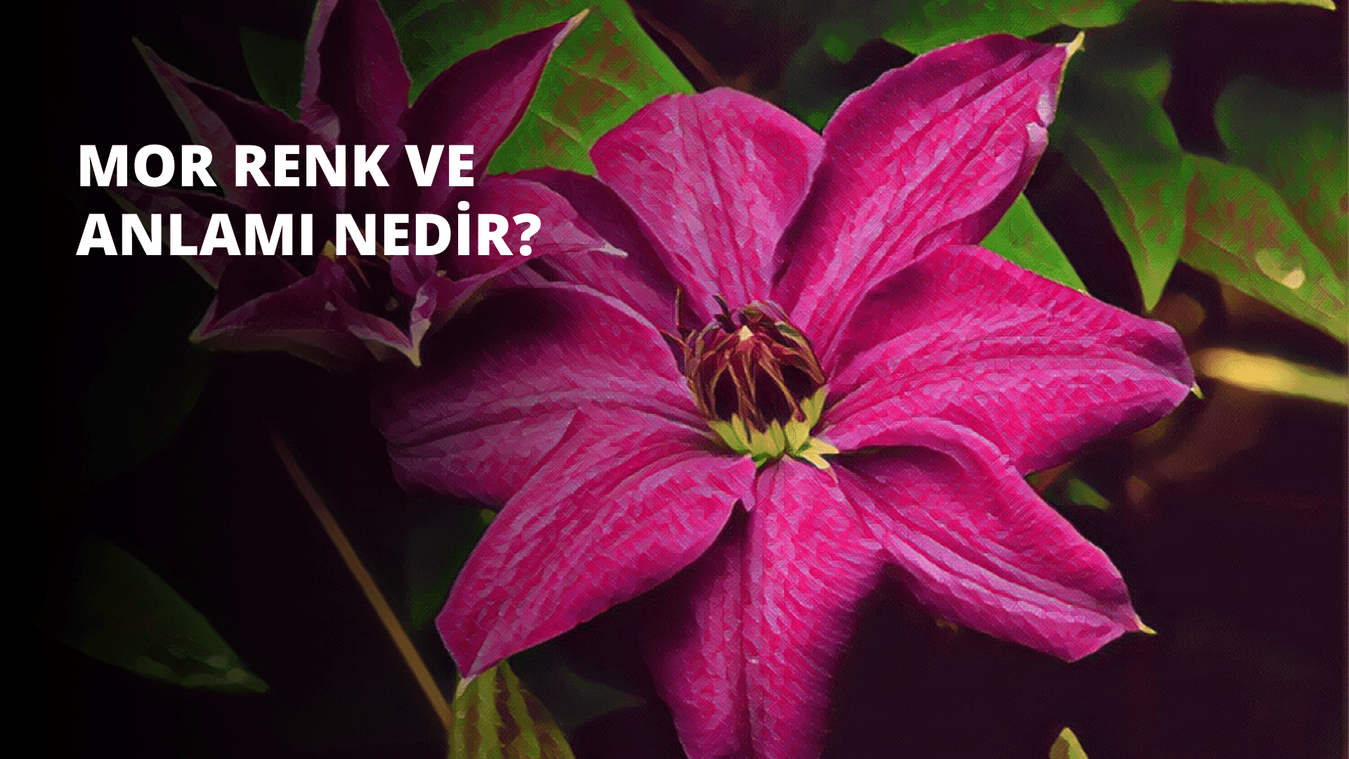 Mor Renk ve Anlamı Nedir?