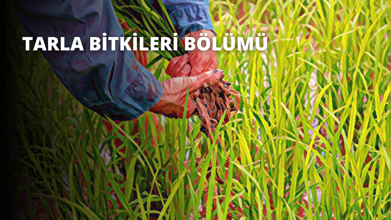 Tarla Bitkileri Bölümü
