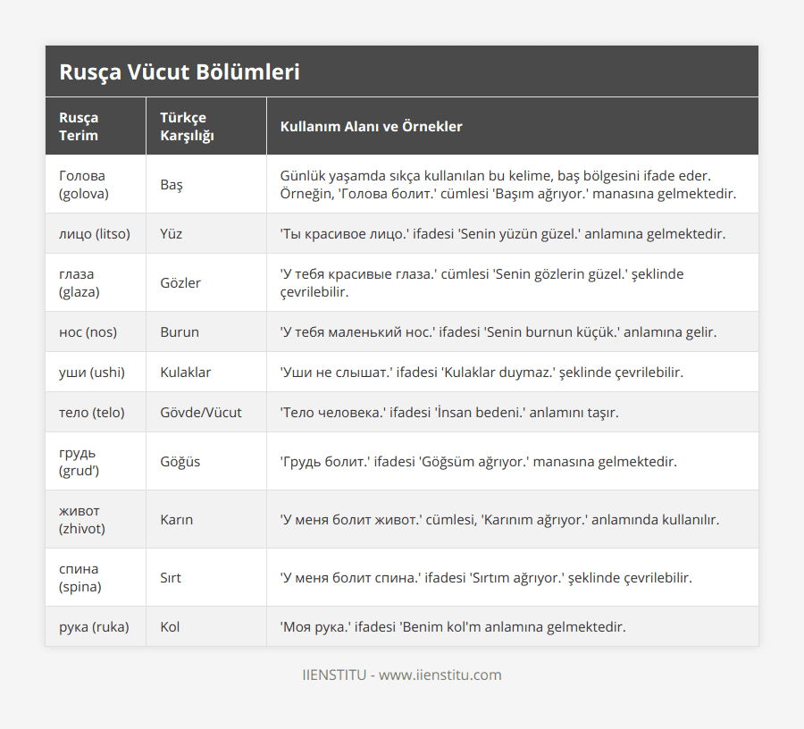 Голова (golova), Baş, Günlük yaşamda sıkça kullanılan bu kelime, baş bölgesini ifade eder Örneğin, 'Голова болит' cümlesi 'Başım ağrıyor' manasına gelmektedir, лицо (litso), Yüz, 'Ты красивое лицо' ifadesi 'Senin yüzün güzel' anlamına gelmektedir, глаза (glaza), Gözler, 'У тебя красивые глаза' cümlesi 'Senin gözlerin güzel' şeklinde çevrilebilir, нос (nos), Burun, 'У тебя маленький нос' ifadesi 'Senin burnun küçük' anlamına gelir, уши (ushi), Kulaklar, 'Уши не слышат' ifadesi 'Kulaklar duymaz' şeklinde çevrilebilir, тело (telo), Gövde/Vücut, 'Тело человека' ifadesi 'İnsan bedeni' anlamını taşır, грудь (grud’), Göğüs, 'Грудь болит' ifadesi 'Göğsüm ağrıyor' manasına gelmektedir, живот (zhivot), Karın, 'У меня болит живот'  cümlesi, 'Karınım ağrıyor' anlamında kullanılır, спина (spina), Sırt, 'У меня болит спина' ifadesi 'Sırtım ağrıyor' şeklinde çevrilebilir, рука (ruka), Kol, 'Моя рука' ifadesi 'Benim kol'm anlamına gelmektedir